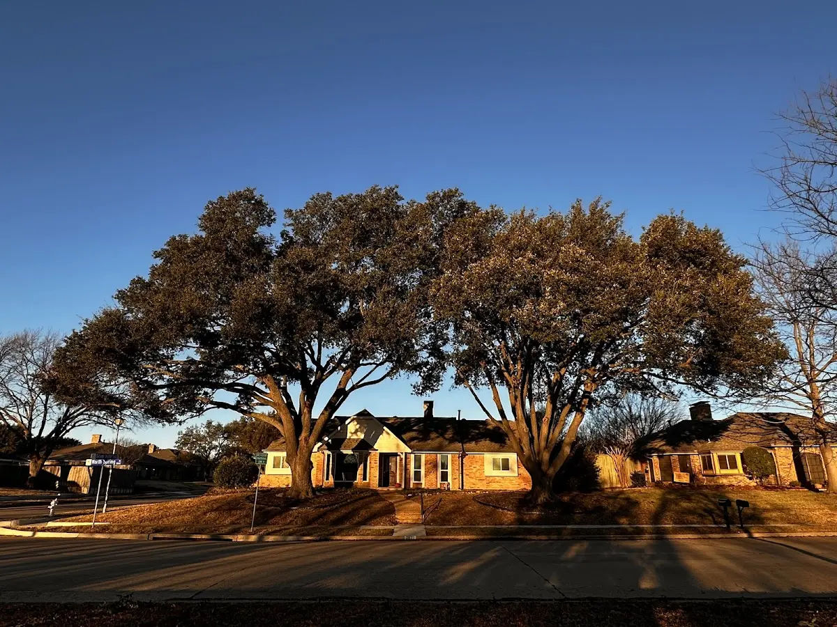 Established residential canopy tree shading a home in Silver Springs